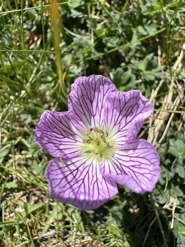 Geranium cinereum (Geranium cinereum)