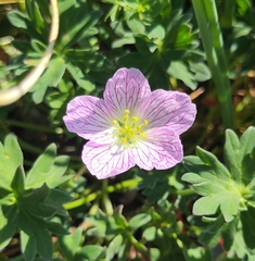 Geranium cinereum (Geranium cinereum)