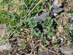 Geranium cinereum (Geranium cinereum)