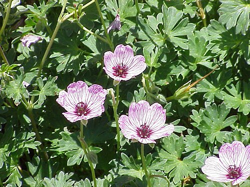 Geranium cinereum (Geranium cinereum)