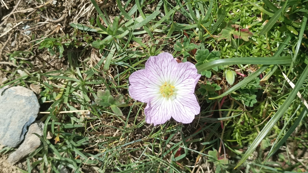 Geranium cinereum (Geranium cinereum)