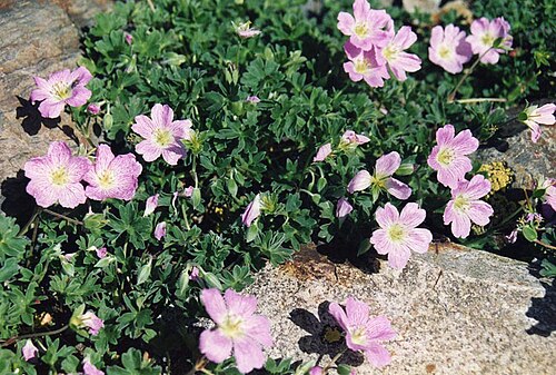 Geranium cinereum: Geranium cinereum