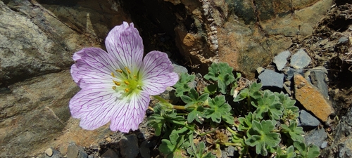 Geranium cinereum (Geranium cinereum)