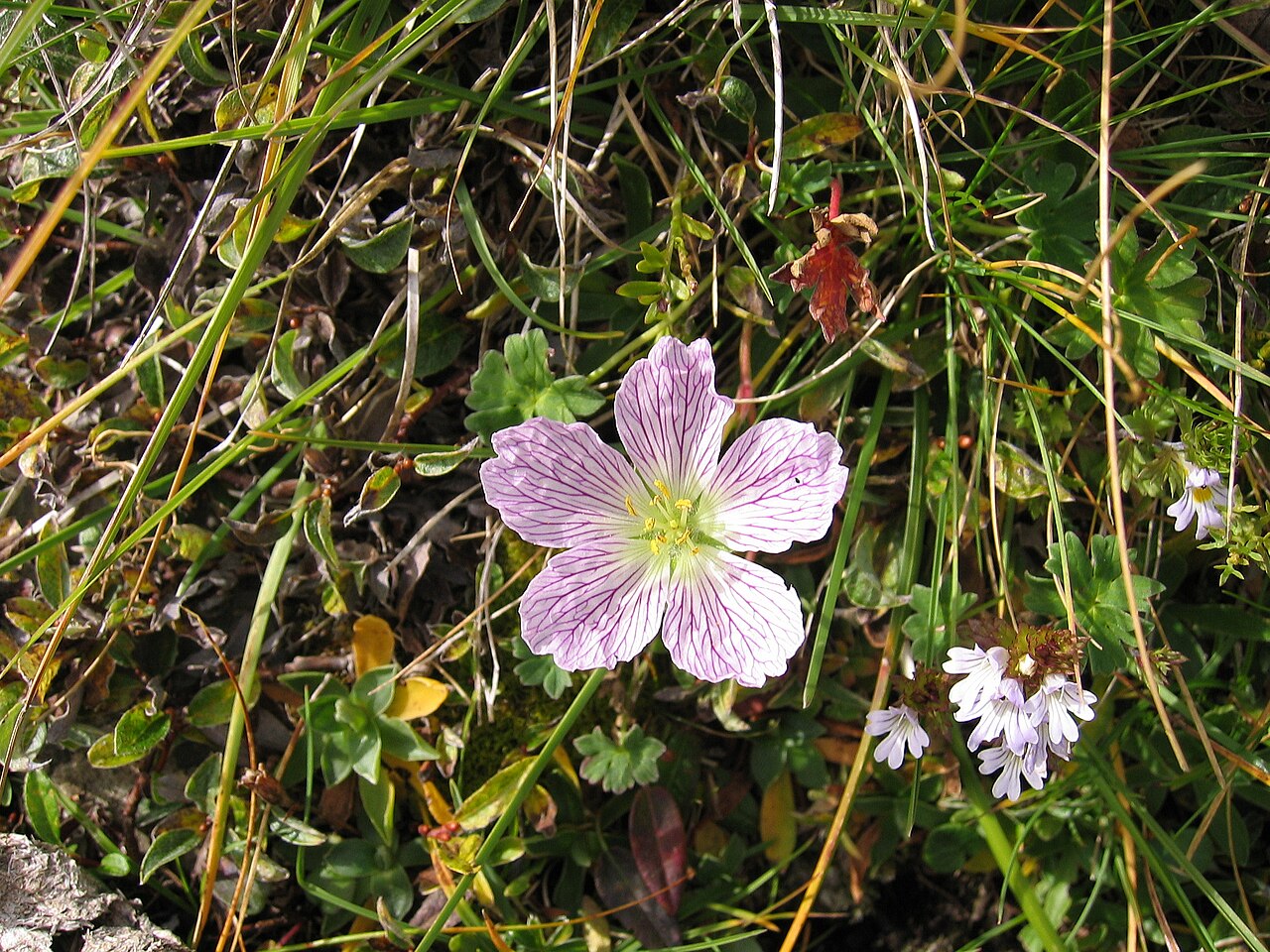 Geranium cinereum: Geranium cinereum Pic Entres les Ports, Pyrenees, France