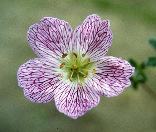 Geranium cinereum: Geranium cinereum