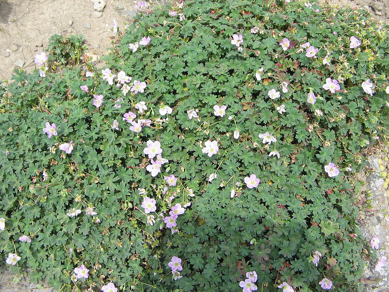 Geranium cinereum: Geranium cinereum