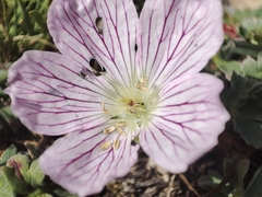 Geranium cinereum (Geranium cinereum)