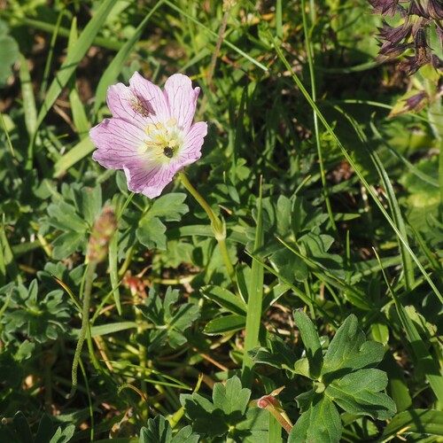 Geranium cinereum (Geranium cinereum)