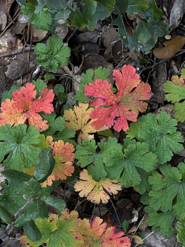 Geranium crenatifolium (Geranium crenatifolium)
