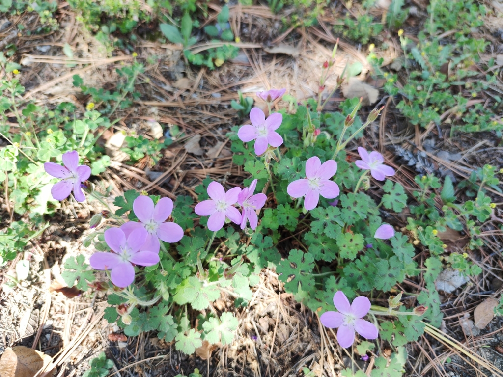 Geranium crenatifolium (Geranium crenatifolium)