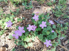Geranium crenatifolium (Geranium crenatifolium)
