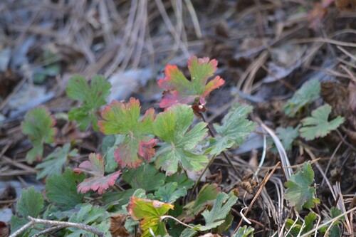 Geranium crenatifolium (Geranium crenatifolium)