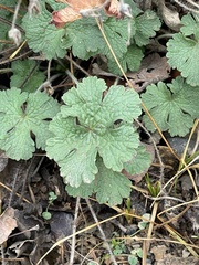 Geranium crenatifolium (Geranium crenatifolium)