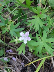 Woolly-stem cranesbill (Geranium dahuricum)