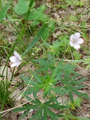 Woolly-stem cranesbill (Geranium dahuricum)