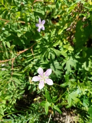 Woolly-stem cranesbill (Geranium dahuricum)