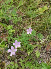 Woolly-stem cranesbill (Geranium dahuricum)