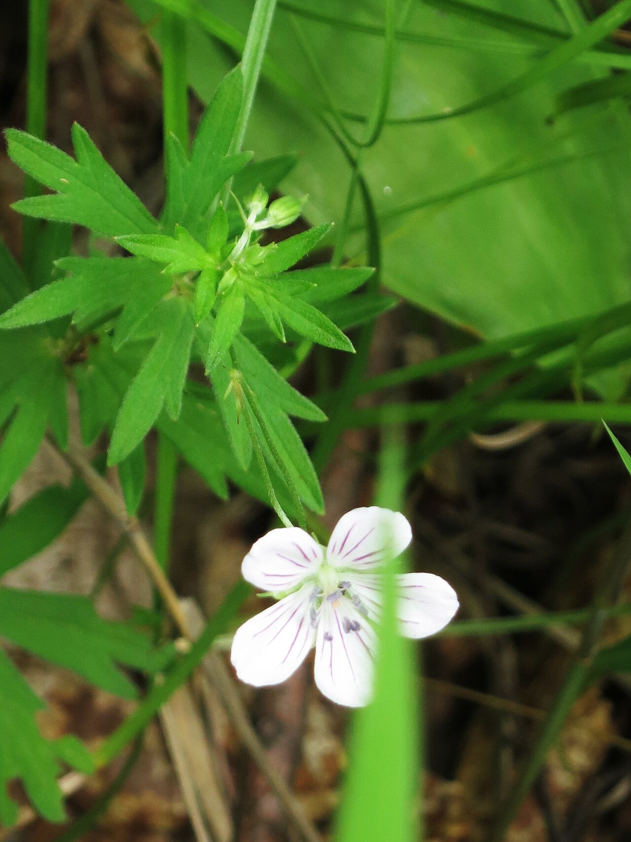 Woolly-stem cranesbill: Geranium dahuricum