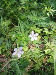Woolly-stem cranesbill (Geranium dahuricum)