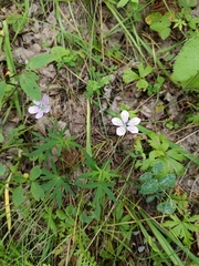 Woolly-stem cranesbill (Geranium dahuricum)