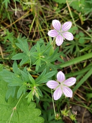 Woolly-stem cranesbill (Geranium dahuricum)
