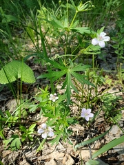 Woolly-stem cranesbill (Geranium dahuricum)