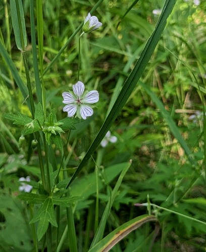 Woolly-stem cranesbill (Geranium dahuricum)