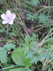 Woolly-stem cranesbill (Geranium dahuricum)