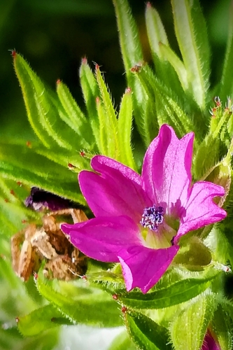 Cutleaf geranium (Geranium dissectum)
