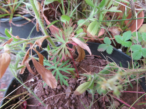 Cutleaf geranium (Geranium dissectum)