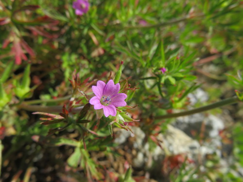 Cutleaf geranium (Geranium dissectum)