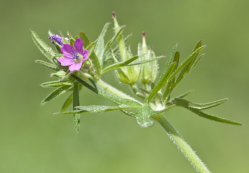 Cutleaf geranium: Cut-leaved Crane's-bill (Geranium dissectum), Balcalı - Sarıçam Adana, Turkey.