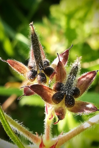Cutleaf geranium (Geranium dissectum)