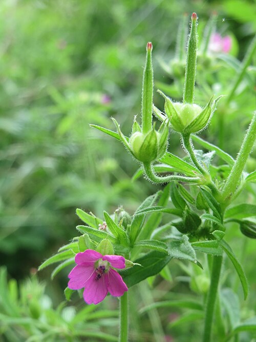 Cutleaf geranium: Schlitzblättriger Storchschnabel ( Geranium dissectum ) an der Saar in Saarbrücken