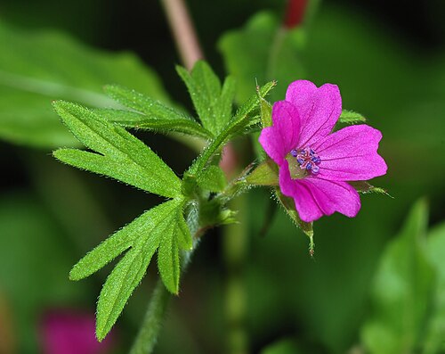 Cutleaf geranium: Cut-leaved Crane's-bill ( Geranium dissectum ).