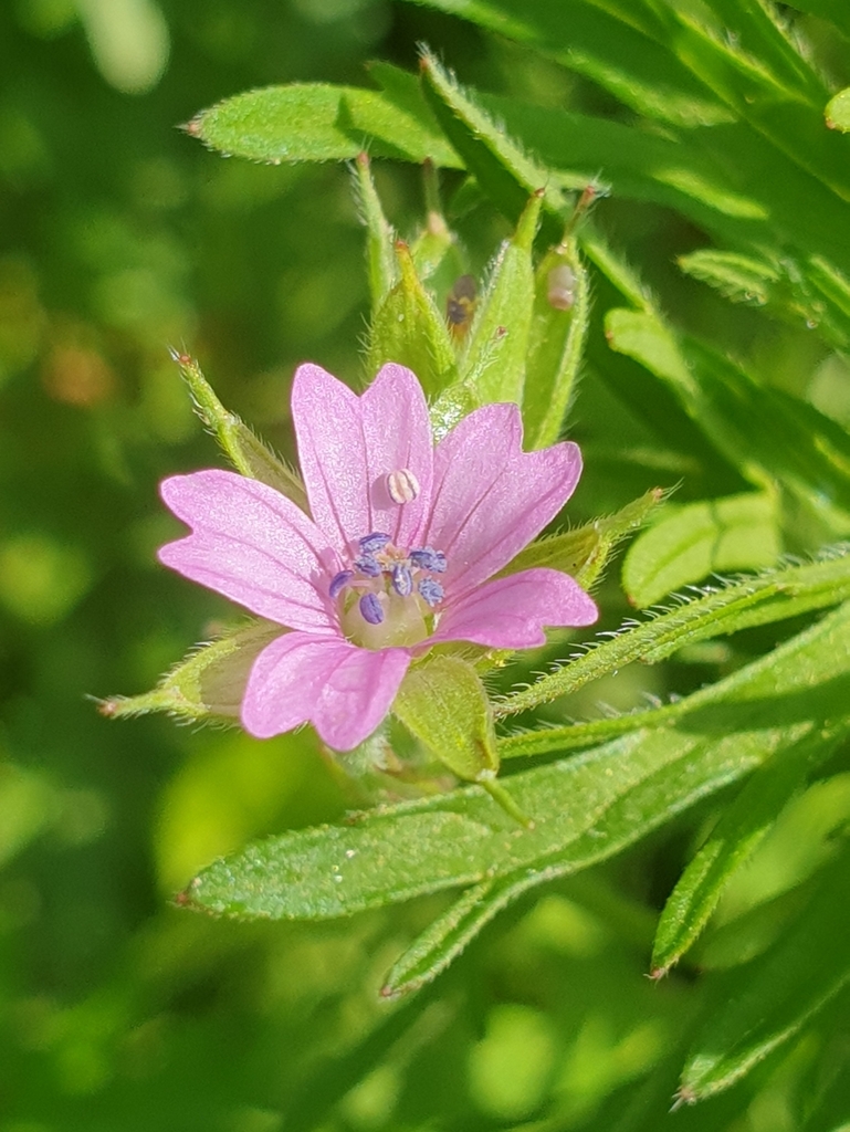 Cutleaf geranium (Geranium dissectum)