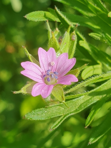 Cutleaf geranium (Geranium dissectum)