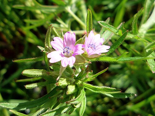 Cutleaf geranium: Cut-leaved Crane's-bill ( Geranium dissectum ), 27 May 2012, in a garden in Sandridge, Hertfordshire.