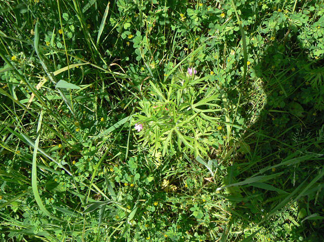 Cutleaf geranium: Cut-leaved cranesbill (Geranium dissectum) On the footpath along the old railway alignment.