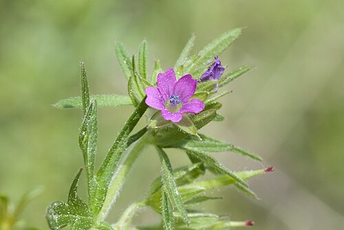Cutleaf geranium: Cut-leaved Crane's-bill (Geranium dissectum), Balcalı - Sarıçam Adana, Turkey.