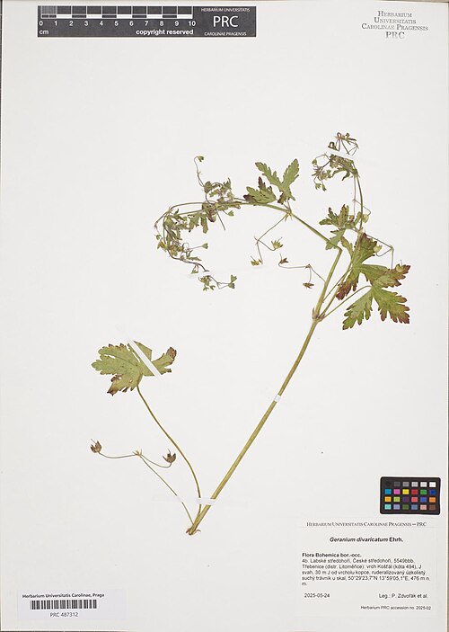 Fanleaf geranium: Geranium divaricatum — Herbarium specimen from 4b. Labské středohoří, České středohoří, 5549bbb, Třebenice (distr. Litoměřice), vrch Košťál (kóta 494), J svah, 