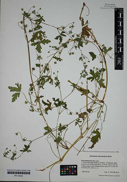 Fanleaf geranium: Geranium divaricatum — Herbarium specimen from Czech Republic, 1. Doupovská pahorkatina, 5746acc, Chrašťany (distr. Louny), vrch Kozel (kóta 364), JV svah, 230 