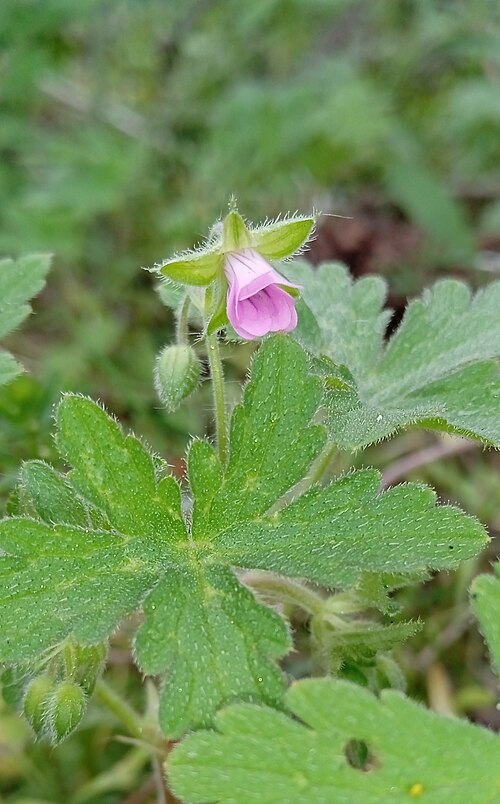 Fanleaf geranium: Geranium divaricatum — Field observation from Sarysuskiy, KZ-ZM, KZ, Kazakhstan. Collected by Igor Karyakin (2025-04-29). Recorded in GBIF occurrence 6130466232