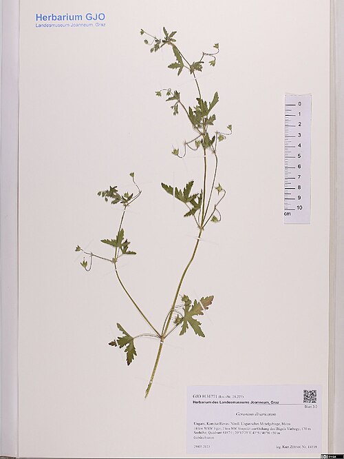 Fanleaf geranium: Geranium divaricatum — Herbarium specimen from Ungarn, Komitat Heves; Nördl. Ungarisches Mittelgebirge, Mátra 14 km WSW Eger, 2 km NW Verpelét am Osthang des Hü