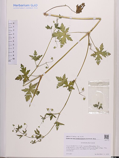 Fanleaf geranium: Geranium divaricatum — Herbarium specimen from Ungarn, Komitat Heves; Nördl. Ungarisches Mittelgebirge, Mátra 14 km WSW Eger, 2 km NW Verpelét am Osthang des Hü