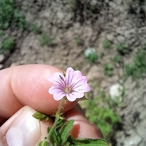 Fanleaf geranium: Geranium divaricatum — Field observation from 5R92+J5, Алматы, Казахстан, Kazakhstan. Collected by Alexander Dubynin (2026-05-08). Recorded in GBIF occurrence 6