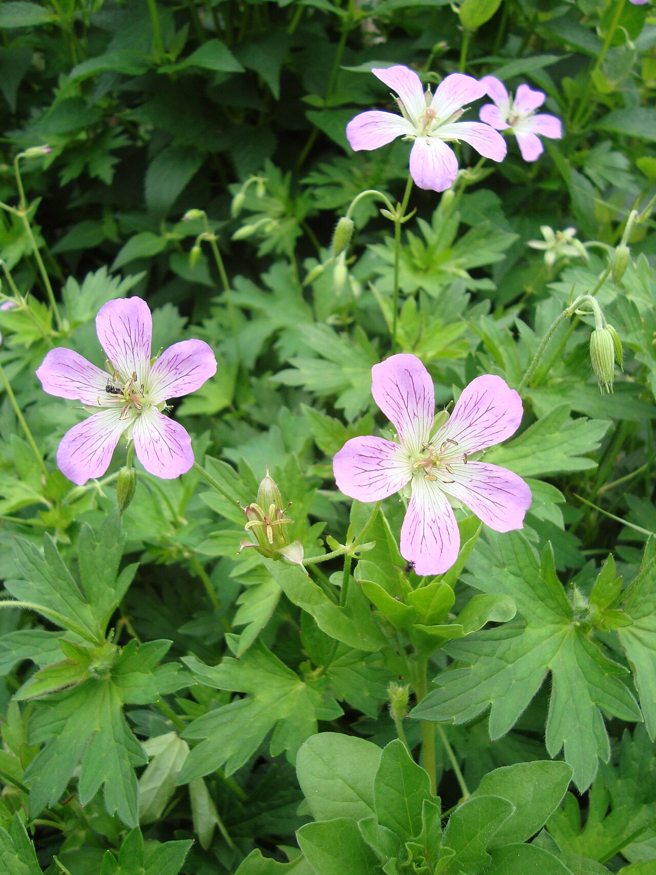 Woolly geranium: Geranium erianthum