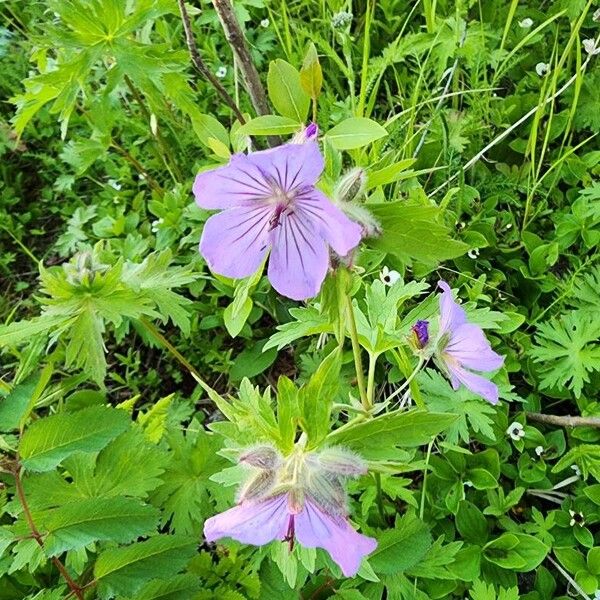 Woolly geranium (Geranium erianthum)