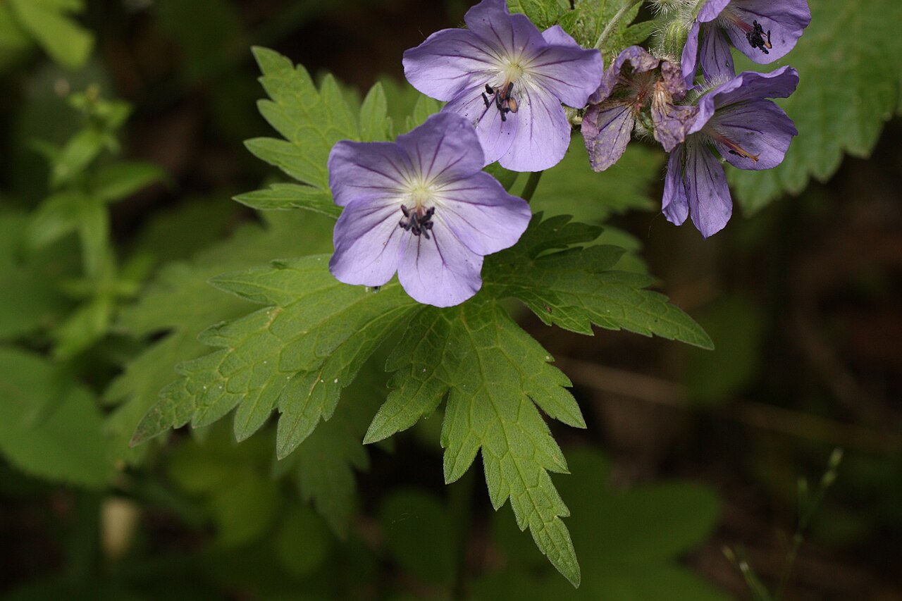 Woolly geranium: Cranesbill, Wild Geranium