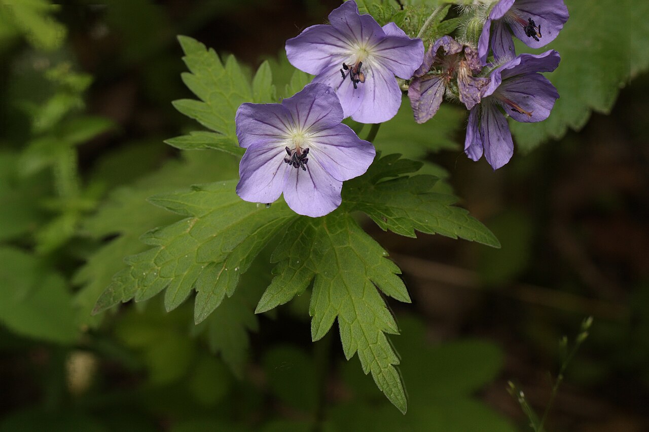 Woolly geranium: Cranesbill, Wild Geranium; focus stack from other versions
